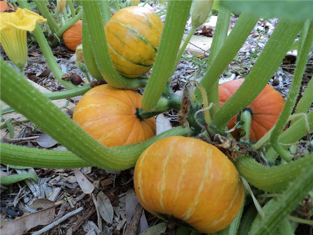 10 loai sieu thuc pham de trong ngay trong vuon nha hinh anh 11