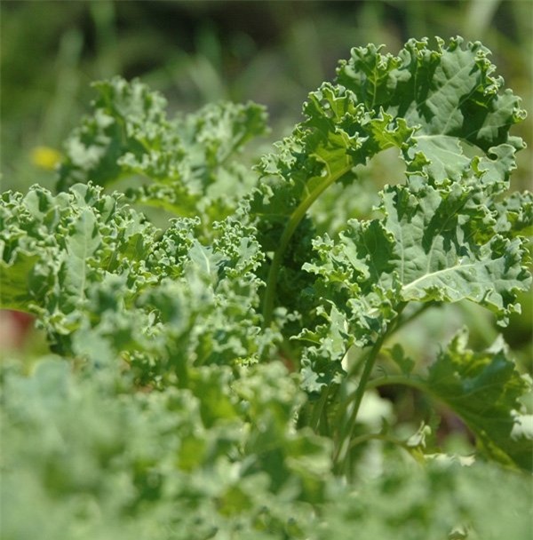 10 loai sieu thuc pham de trong ngay trong vuon nha hinh anh 4