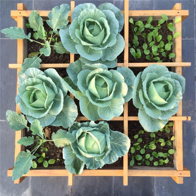 10 loai sieu thuc pham de trong ngay trong vuon nha hinh anh 6