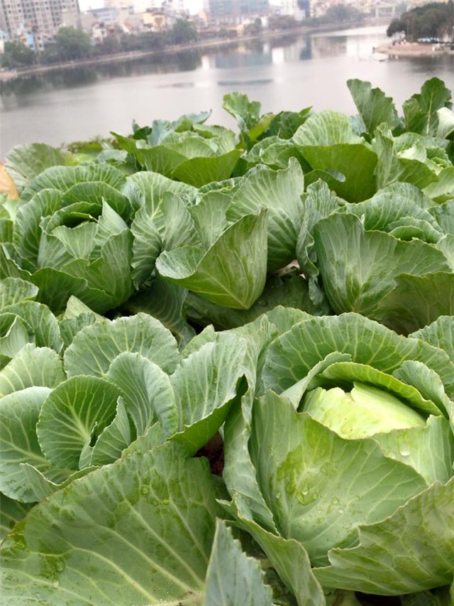 10 loai sieu thuc pham de trong ngay trong vuon nha hinh anh 7