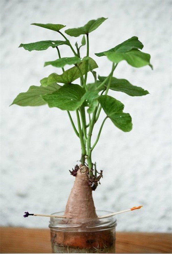 10 loai sieu thuc pham de trong ngay trong vuon nha hinh anh 13