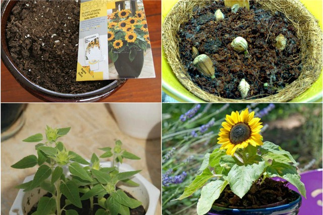 10 loai sieu thuc pham de trong ngay trong vuon nha hinh anh 18