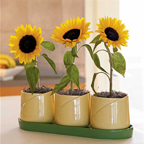 10 loai sieu thuc pham de trong ngay trong vuon nha hinh anh 19