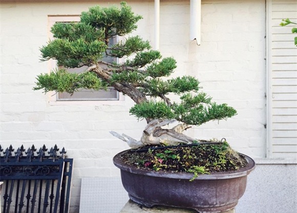 Bằng Kiều tại Mỹ 3