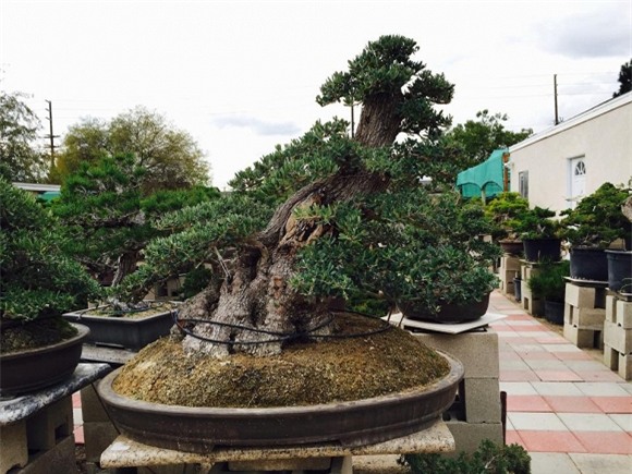 Bằng Kiều tại Mỹ 18