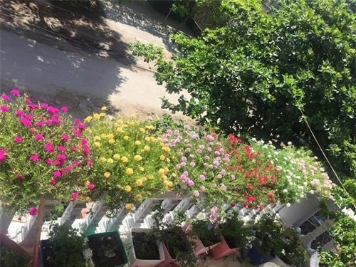 hoa mười giờ, hoa sam, trồng hoa mười giờ, cách trồng hoa mười giờ, địa chỉ mua hoa mười giờ, trồng hoa mười giờ trên bán công