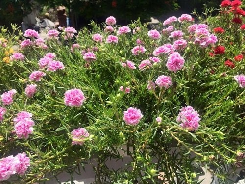 hoa mười giờ, hoa sam, trồng hoa mười giờ, cách trồng hoa mười giờ, địa chỉ mua hoa mười giờ, trồng hoa mười giờ trên bán công