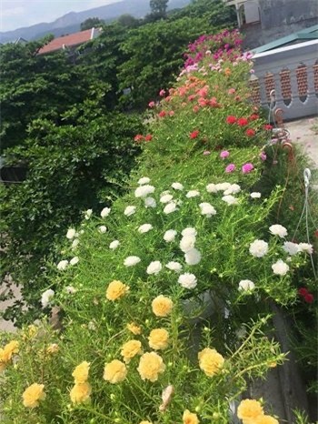 hoa mười giờ, hoa sam, trồng hoa mười giờ, cách trồng hoa mười giờ, địa chỉ mua hoa mười giờ, trồng hoa mười giờ trên bán công