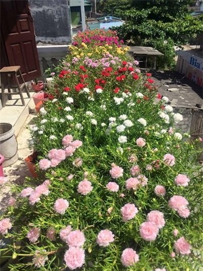 hoa mười giờ, hoa sam, trồng hoa mười giờ, cách trồng hoa mười giờ, địa chỉ mua hoa mười giờ, trồng hoa mười giờ trên bán công