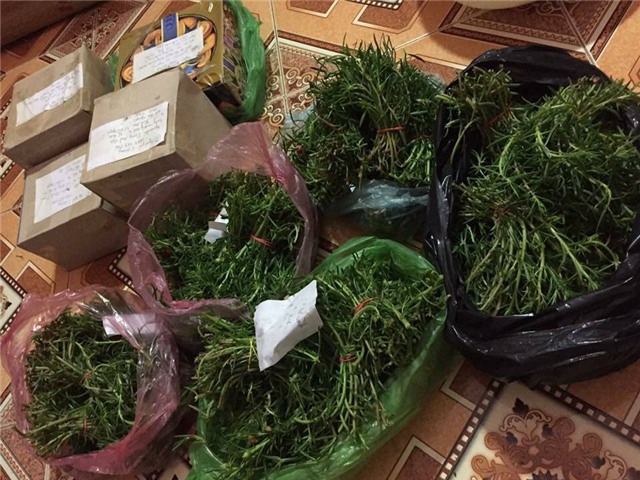 hoa mười giờ, hoa sam, trồng hoa mười giờ, cách trồng hoa mười giờ, địa chỉ mua hoa mười giờ, trồng hoa mười giờ trên bán công