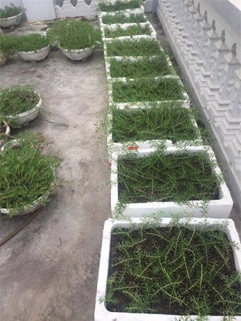 hoa mười giờ, hoa sam, trồng hoa mười giờ, cách trồng hoa mười giờ, địa chỉ mua hoa mười giờ, trồng hoa mười giờ trên bán công