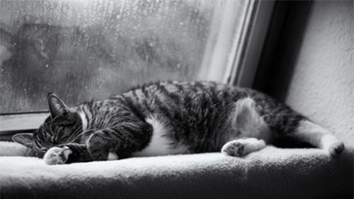 Khi trời mưa, đôi khi chỉ cần một bức ảnh của mèo để làm cho chúng ta cảm thấy vui vẻ. Hãy xem bức ảnh của chúng tôi để cảm nhận được điều đó.