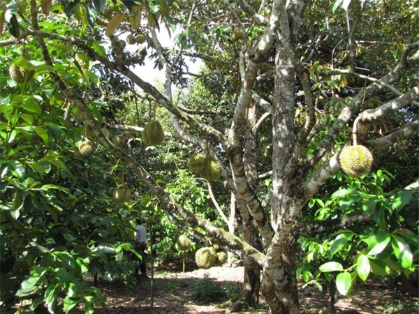 Điểm danh 4 vựa trái cây lớn nhất Nam Bộ 7