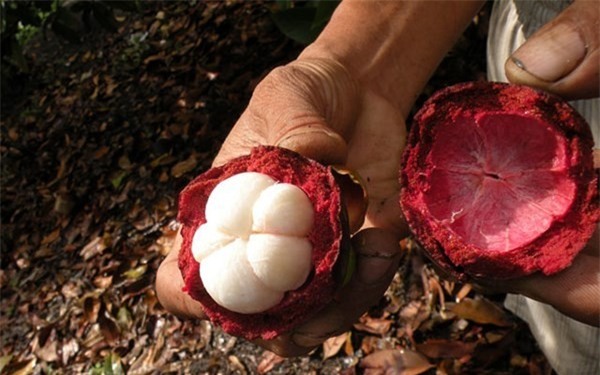 Điểm danh 4 vựa trái cây lớn nhất Nam Bộ 2