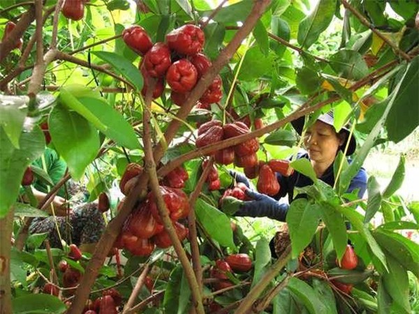 Điểm danh 4 vựa trái cây lớn nhất Nam Bộ 3