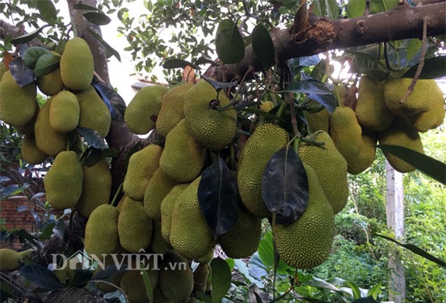 kinh ngac cay mit 500 trai moc triu trit tu goc den ngon hinh anh 4