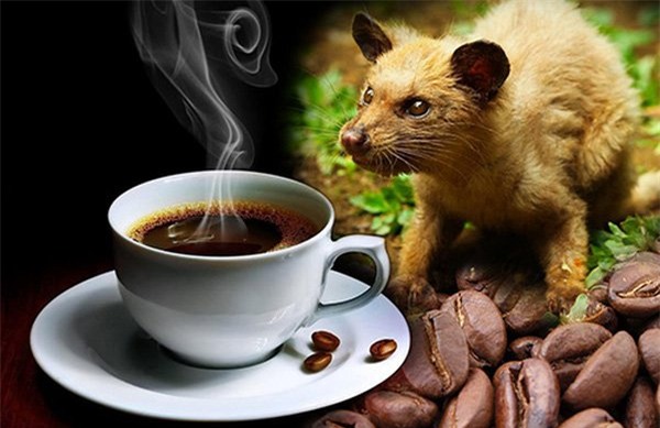 Sự thật, cà phê chồn, cà phê Trung Nguyên, động vật, sát hại, thú hoang, nhà giàu, đắt đỏ