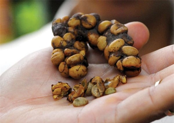 Sự thật, cà phê chồn, cà phê Trung Nguyên, động vật, sát hại, thú hoang, nhà giàu, đắt đỏ