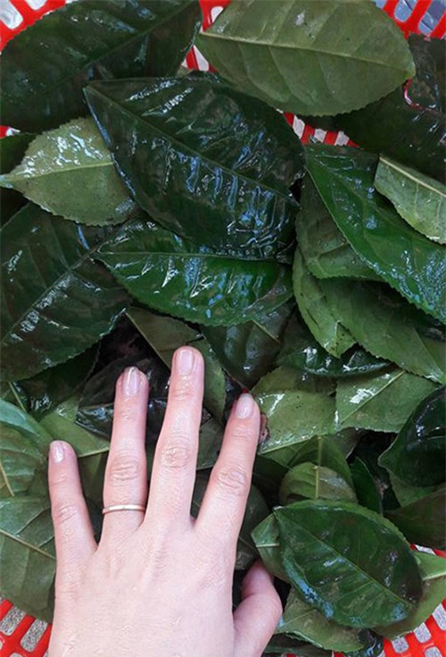 dac tri da dau tai nha voi mat na bot tra xanh tu che - 2