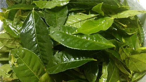 dac tri da dau tai nha voi mat na bot tra xanh tu che - 3