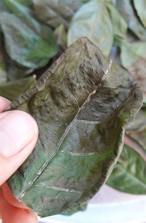 dac tri da dau tai nha voi mat na bot tra xanh tu che - 4