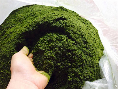 dac tri da dau tai nha voi mat na bot tra xanh tu che - 5