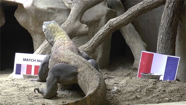 Pháp, Romania, EURO 2016, EURO, Arang,Nhà tiên tri