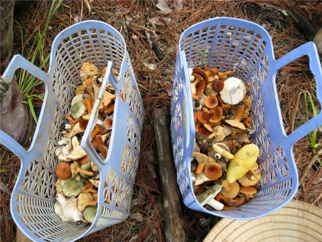 nấm gan bò, nấm rừng thông, nấm đặc sản, thu hái nấm trong rừng thông, nấm gan bò đặc sản đà lạt