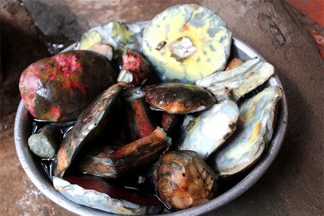 nấm gan bò, nấm rừng thông, nấm đặc sản, thu hái nấm trong rừng thông, nấm gan bò đặc sản đà lạt