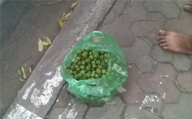 Cận cảnh nhũng chùm sấu non vừa được hái trên cây xuống và được bán trên phố Trần Phú, Hà Nội