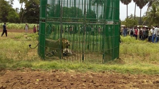Ấn Độ: Bắt 18 con sư tử để điều tra vụ giết chết 3 người - Ảnh 1.