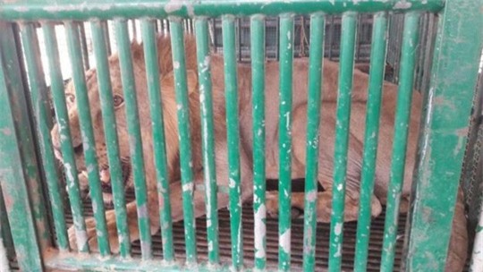 Ấn Độ: Bắt 18 con sư tử để điều tra vụ giết chết 3 người - Ảnh 2.