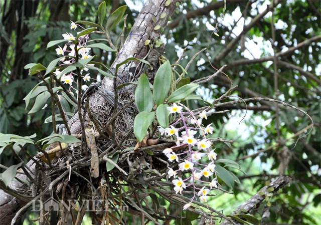 la mat lan rung dua ve xuoi van bung hoa day dac hinh anh 8