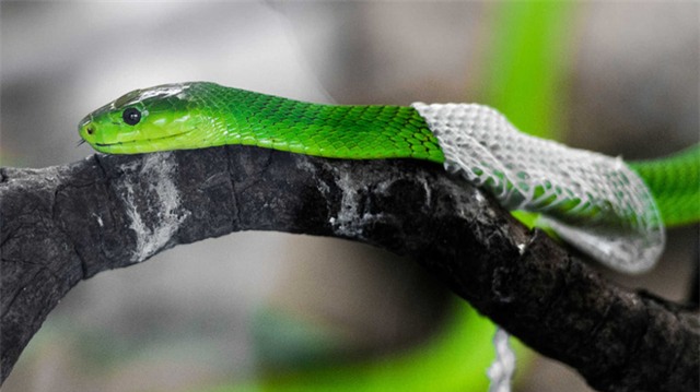 Màn lột xác ngoạn mục của rắn và các loài động vật - Ảnh 10.