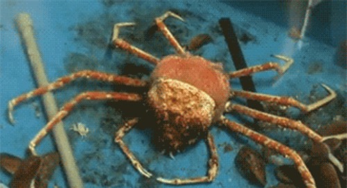 Màn lột xác ngoạn mục của rắn và các loài động vật - Ảnh 6.