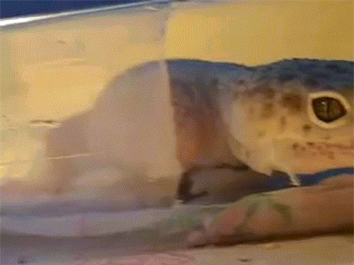 Màn lột xác ngoạn mục của rắn và các loài động vật - Ảnh 7.