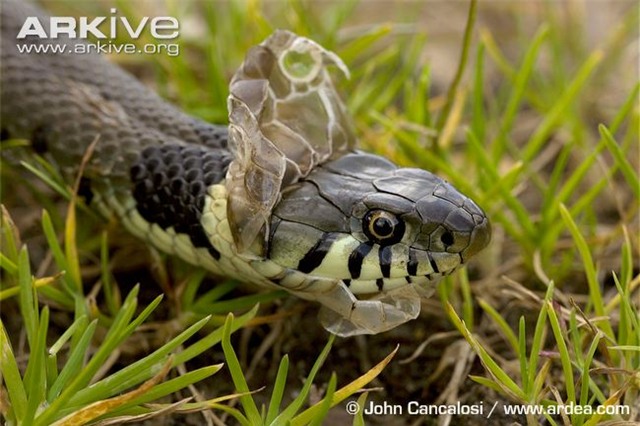 Màn lột xác ngoạn mục của rắn và các loài động vật - Ảnh 9.