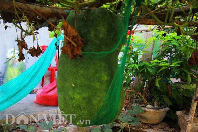 da mat xem bi dao khong lo nang nua ta... du vong hinh anh 4