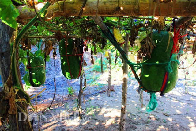 da mat xem bi dao khong lo nang nua ta... du vong hinh anh 6