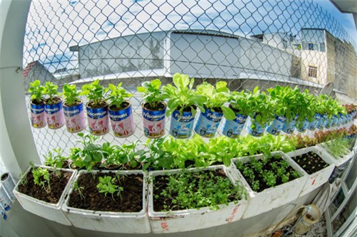 ong bo viet bien vo sua thanh bon rau cham con an dam - 1