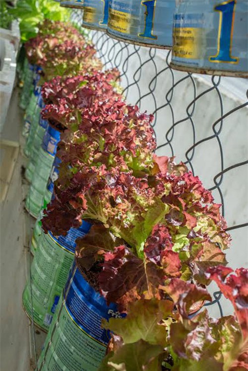 ong bo viet bien vo sua thanh bon rau cham con an dam - 13