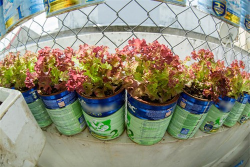 ong bo viet bien vo sua thanh bon rau cham con an dam - 14