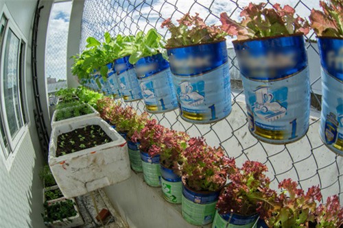 ong bo viet bien vo sua thanh bon rau cham con an dam - 5