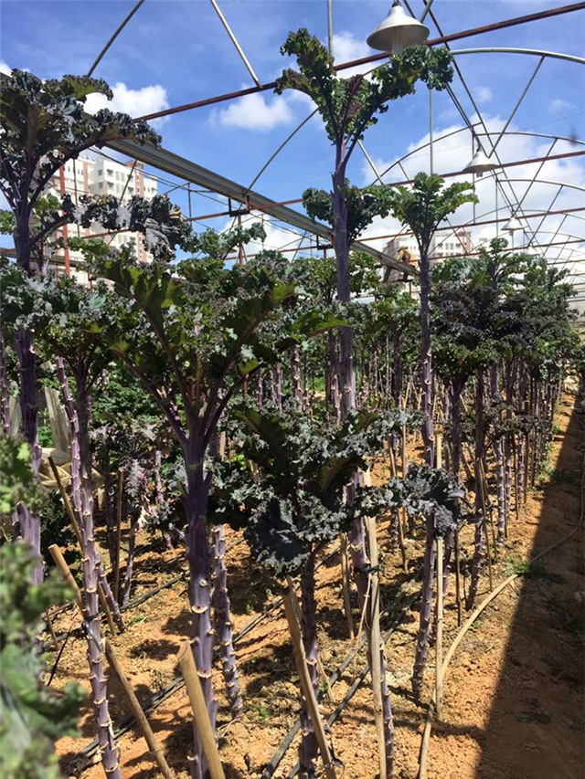 rau cải khổng lồ, cải xoăn kale, nhà vườn đà lạt, rau cải lạ, rau cải cao 1,5m