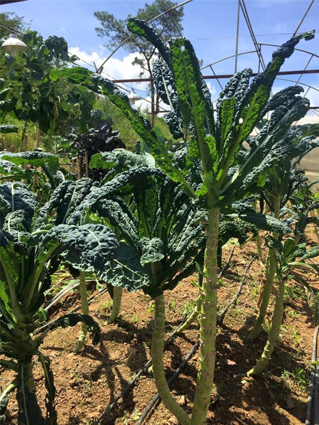 rau cải khổng lồ, cải xoăn kale, nhà vườn đà lạt, rau cải lạ, rau cải cao 1,5m