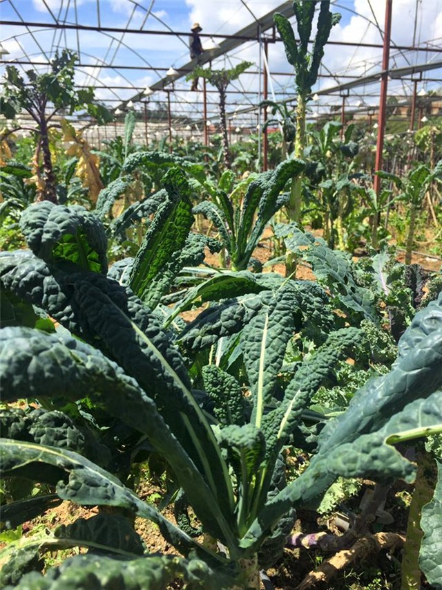 rau cải khổng lồ, cải xoăn kale, nhà vườn đà lạt, rau cải lạ, rau cải cao 1,5m