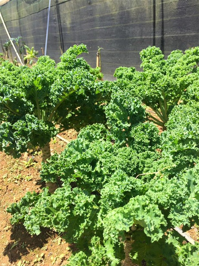 rau cải khổng lồ, cải xoăn kale, nhà vườn đà lạt, rau cải lạ, rau cải cao 1,5m