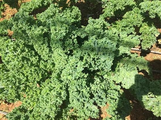 rau cải khổng lồ, cải xoăn kale, nhà vườn đà lạt, rau cải lạ, rau cải cao 1,5m