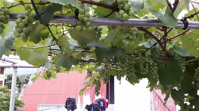 trồng nho sân thượng, trồng nho trên sân thượng, giàn nho, giàn nho trên sân thượng, nho Pháp