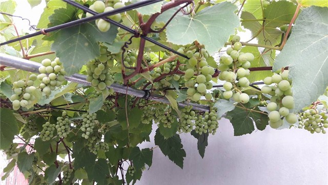 trồng nho sân thượng, trồng nho trên sân thượng, giàn nho, giàn nho trên sân thượng, nho Pháp